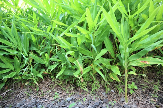 生い茂るミョウガの葉