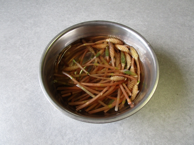 つくしを食べる地域ってどこ 人気なのはどんな料理 よし坊のいきなくらし