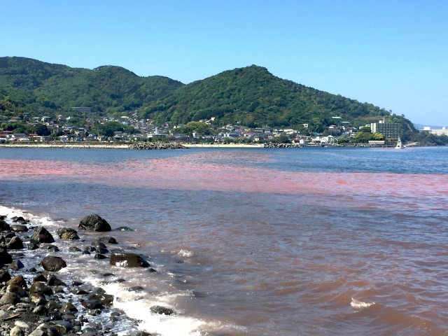 湾内の赤潮の写真