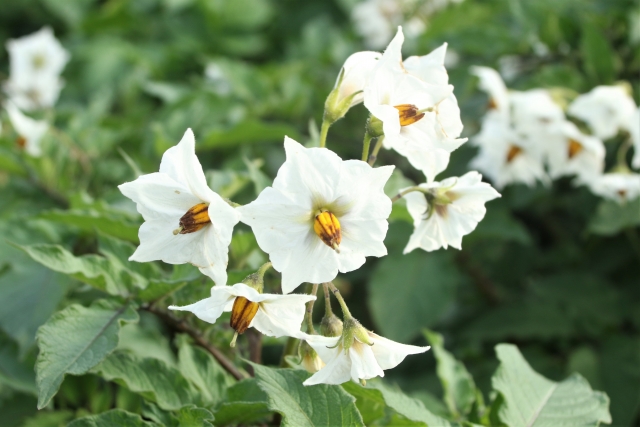 じゃがいもの花の写真